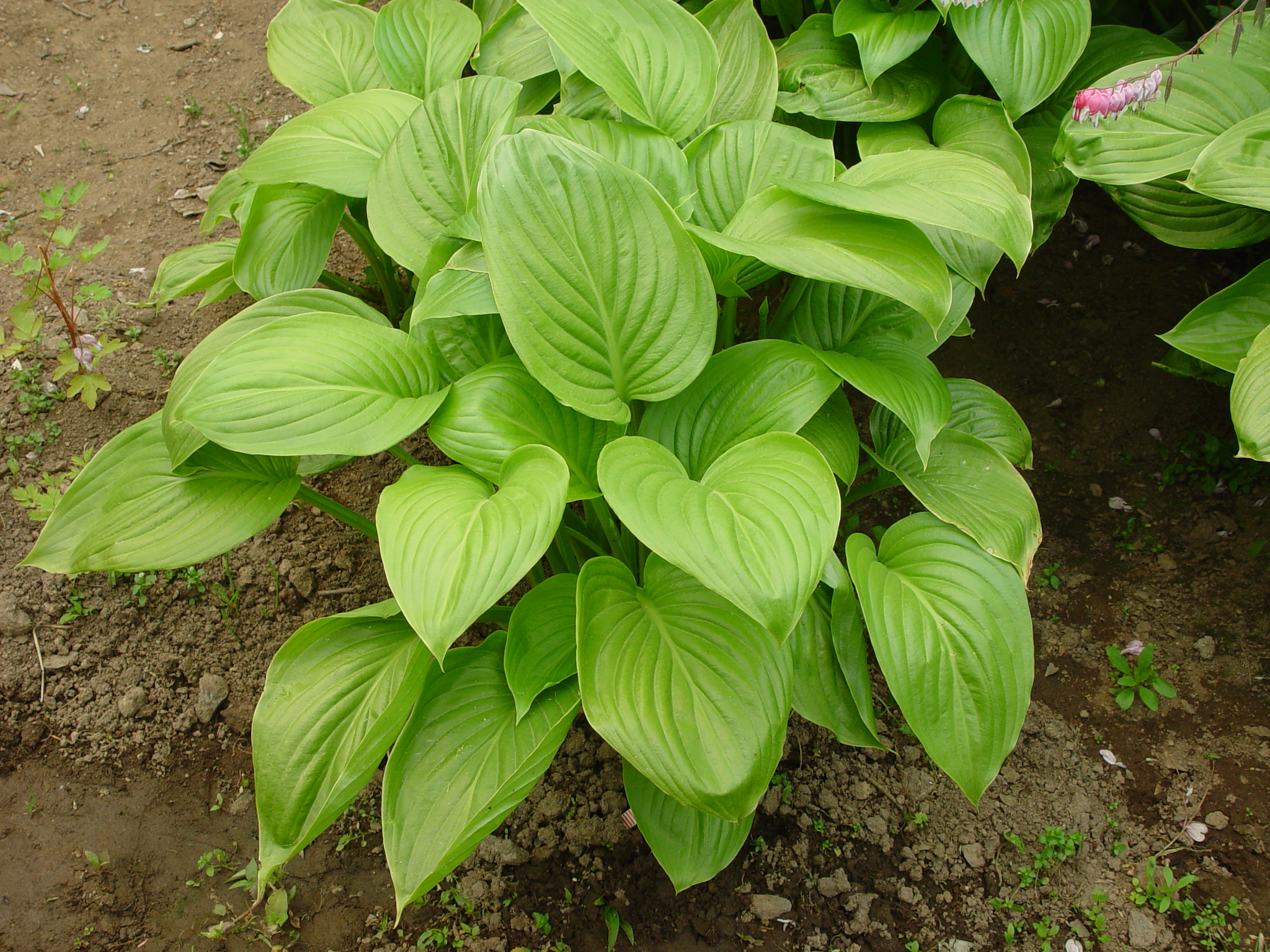 Hosta plantaginea